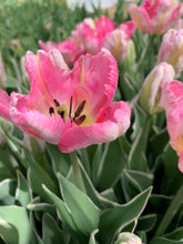 Load image into Gallery viewer, Spring Tulip CSA